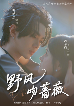 野风吻蔷薇（78集）短剧每日分享