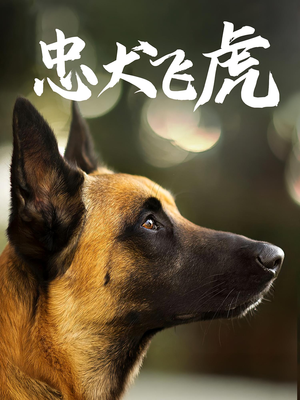 忠犬飞虎（33集）全集下载