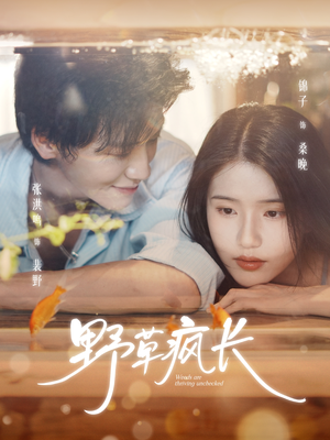 野草疯长（71集）番茄短剧看全集