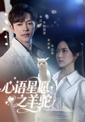 心语星愿之羊驼（60集）精彩短剧分享。
